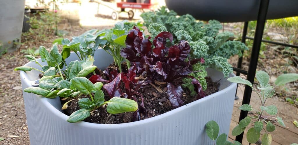 Crescent Garden TruDrop Self-Watering Mod Planter with kale, broccoli, spinach, beets growing inside