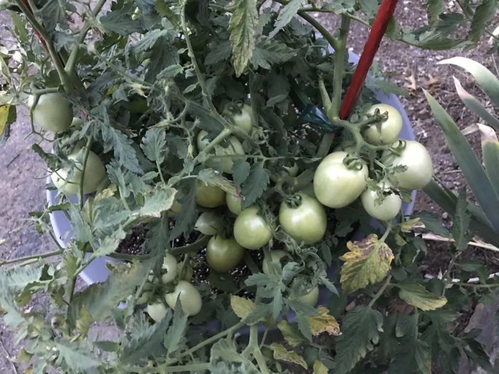 Tomato plant in container