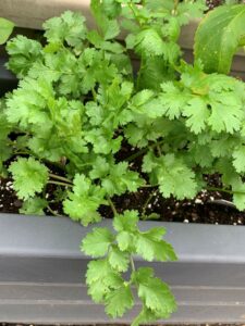 What plant to grow to use for cooking - Cilantro