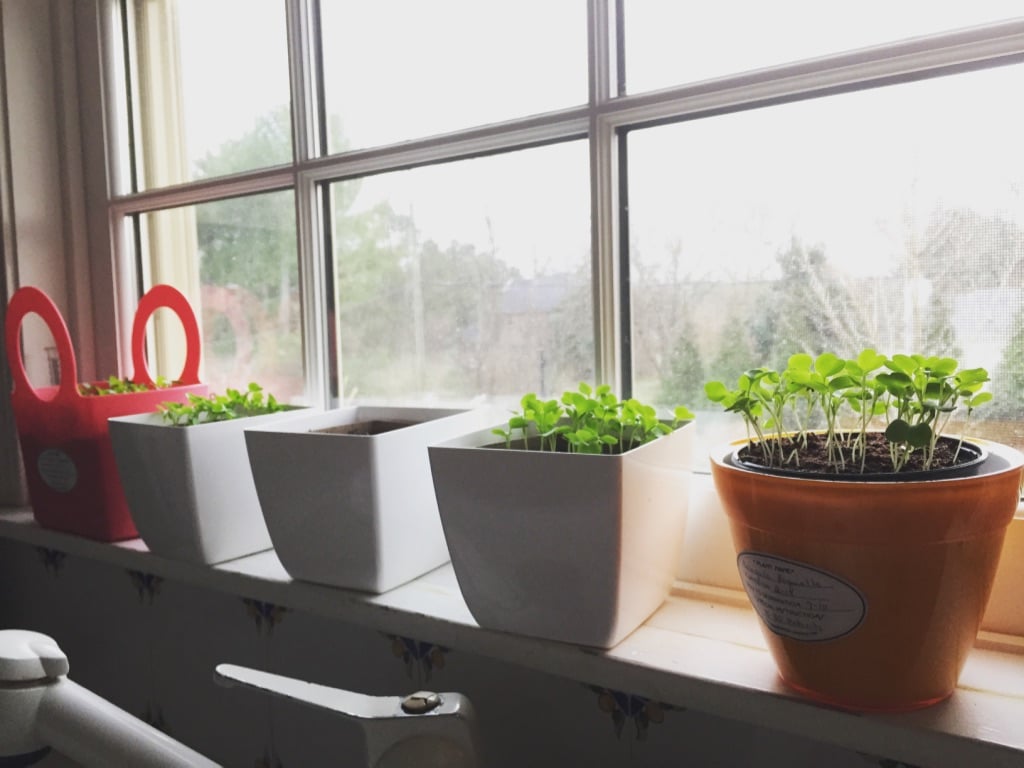 Herbs growing in planter indoors