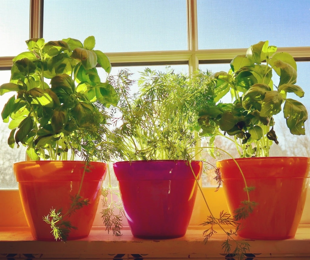 Herbs growing in planters on a window sill