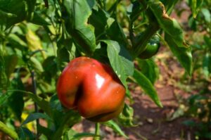 What plant to grow to use for cooking - Hot Pepper