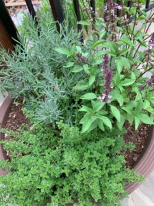 What plants to grow to use for cooking - Lavender, Basil, thyme