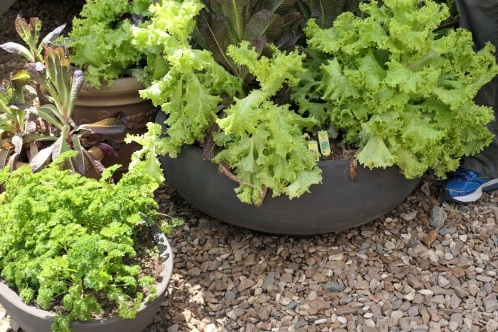 Crescent Garden Orinoco Bowl Planter with lettuce growing inside