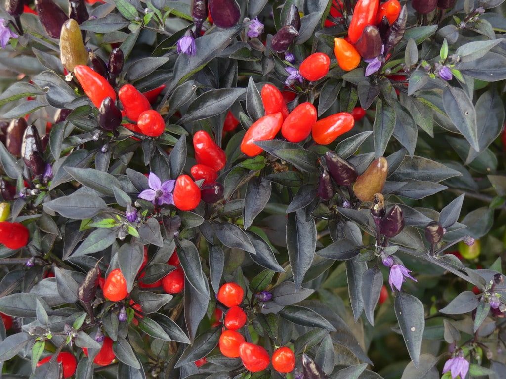 Peppers with dark foliage