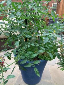 What plants to grow to use for cooking - Perfect Pasta Sauce