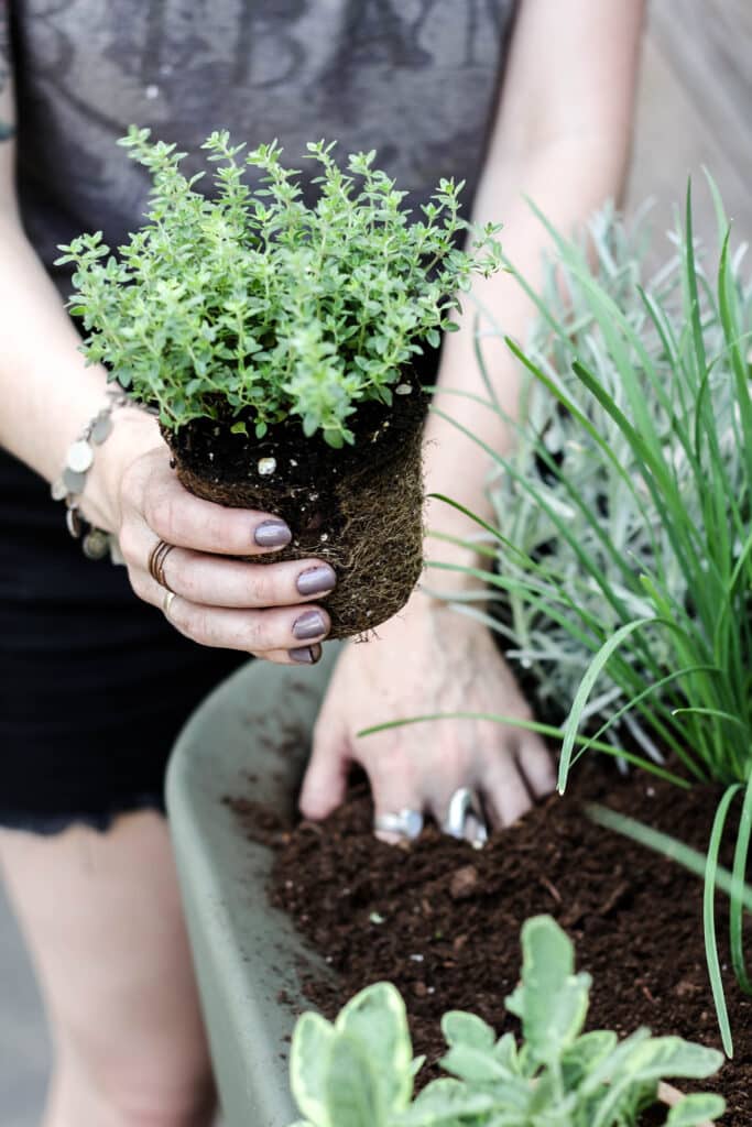 Hands of a person planting vegetables in a planter