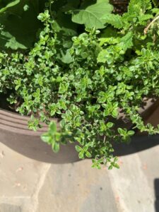 What plant to grow to use for cooking - Thyme