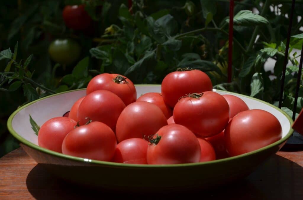 Tomatoes in a bowl