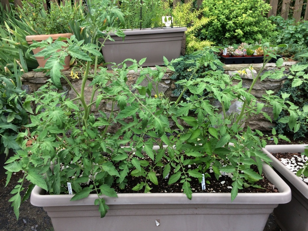 Tomato plants growing in Crescent Garden Dylan Planter