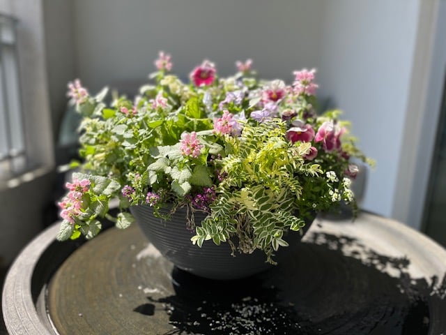 Beautiful flowers in a planter bowl