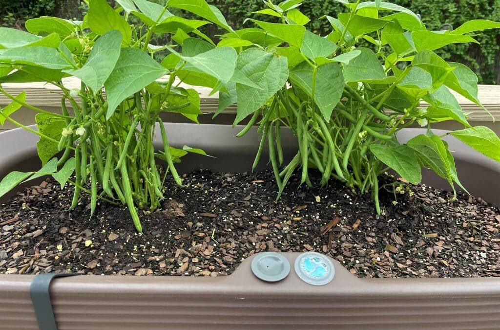 Growing Bush Beans in the Nest Planter: A Squirrel-Proof Solution