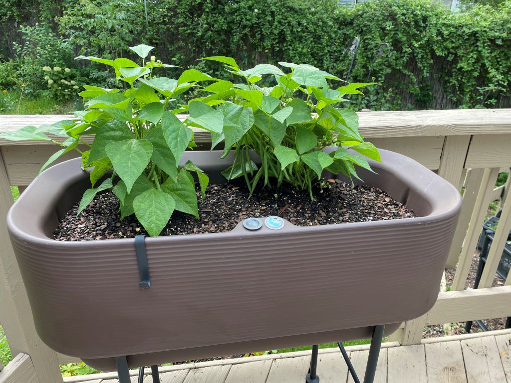 Crescent Garden TruDrop Nest Planter with beans growing inside