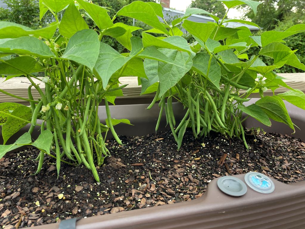 Crescent Garden TruDrop Nest Planter with beans growing inside