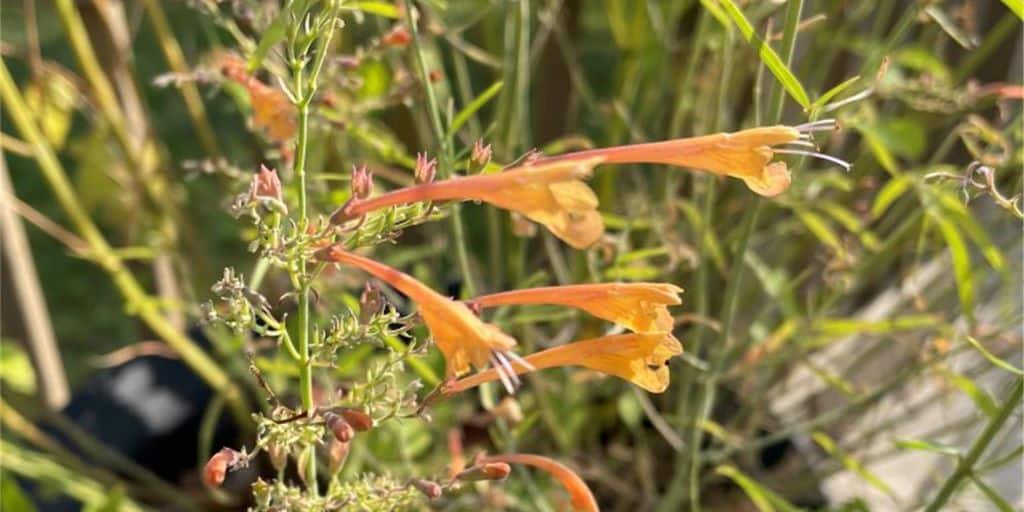 Container Gardening to Attract Hummingbirds & Goldfinches Naturally