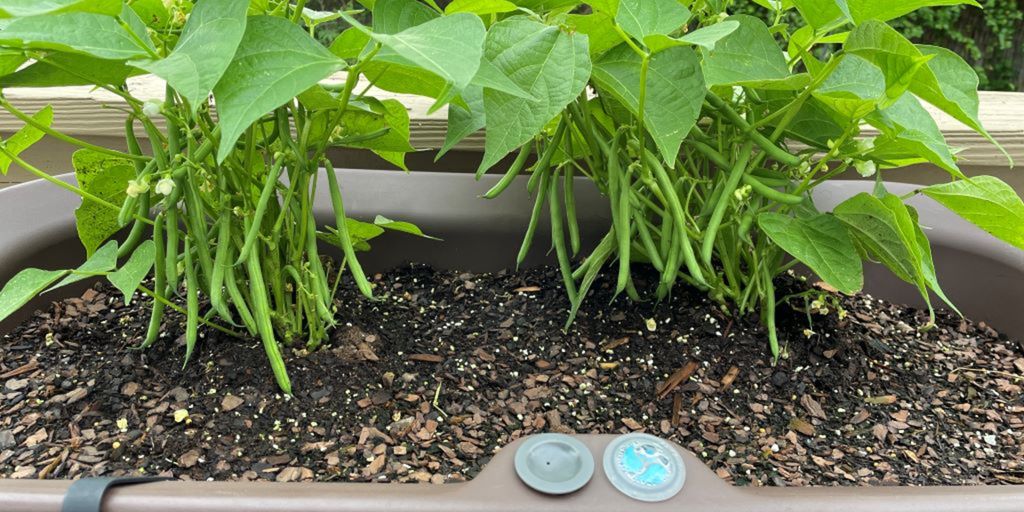 Crescent Garden TruDrop Nest Planter with beans growing inside