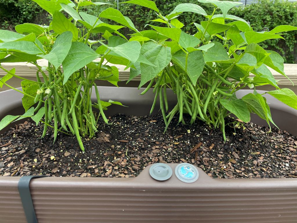 Crescent Garden TruDrop Nest Planter with beans growing inside