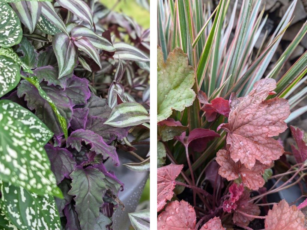 Deborah-Trickett-Heuchera-Planter-and-wandering-Jew-Dort-Plant.