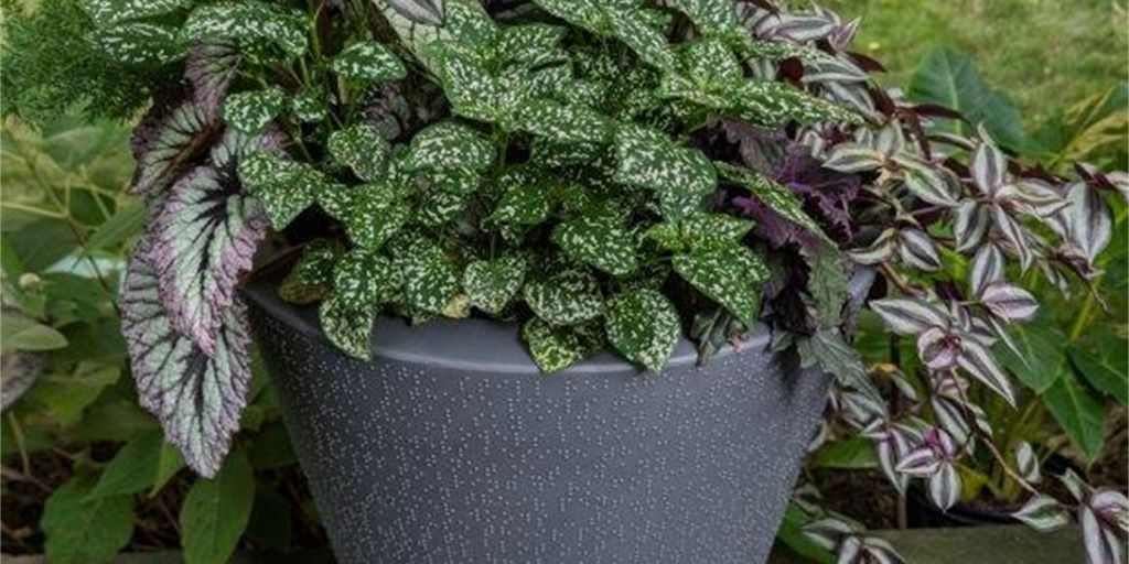 Fabulous Foliage Planters Make Summer Livin’ Easy