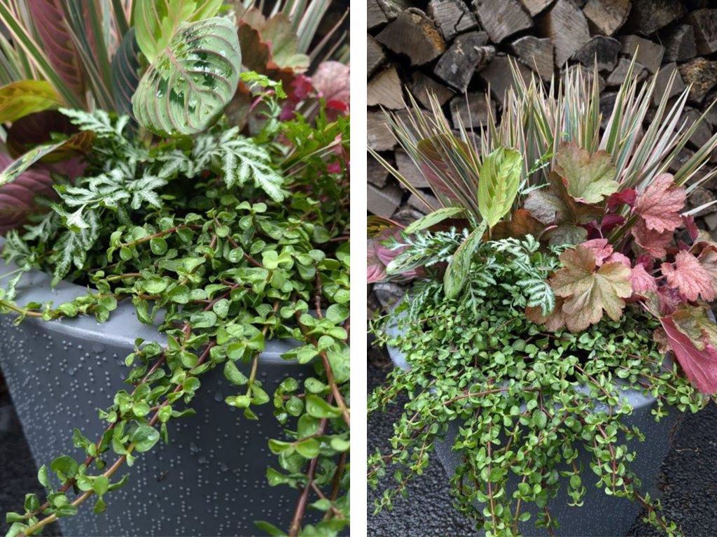 Deborah Trickett Pink Foliage Plant