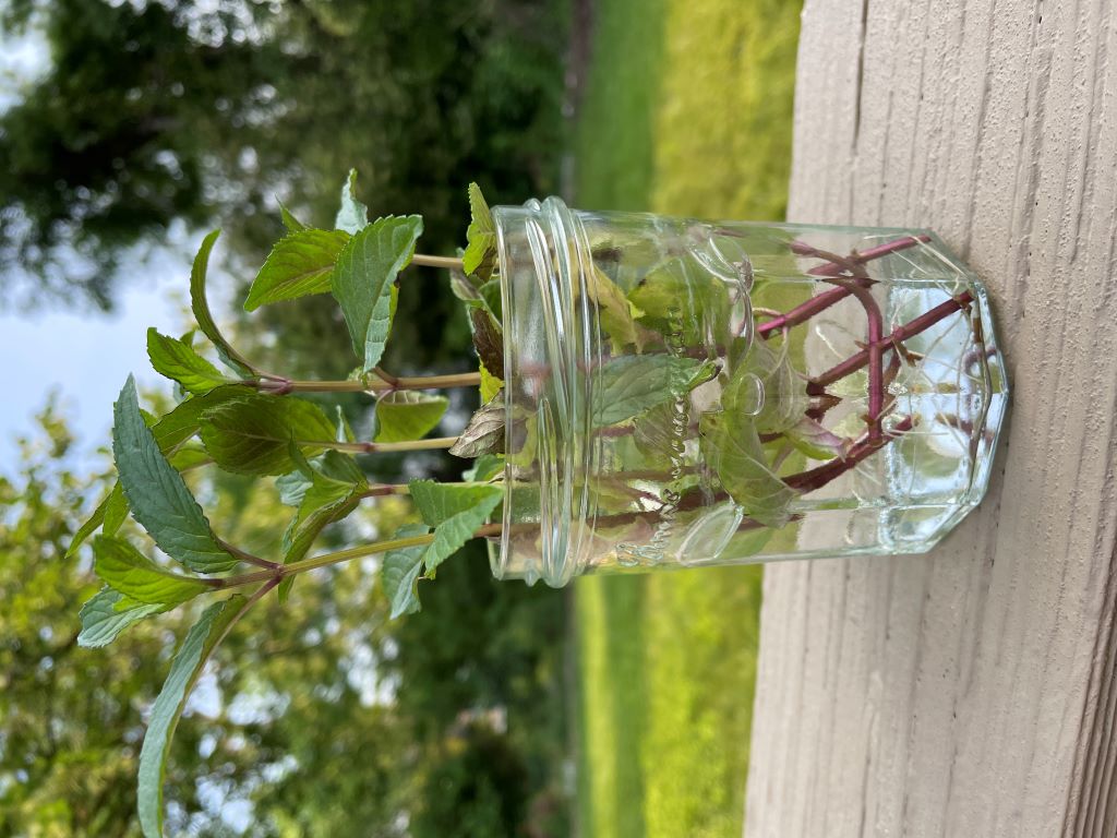 Mint Growing in a Glass Jar