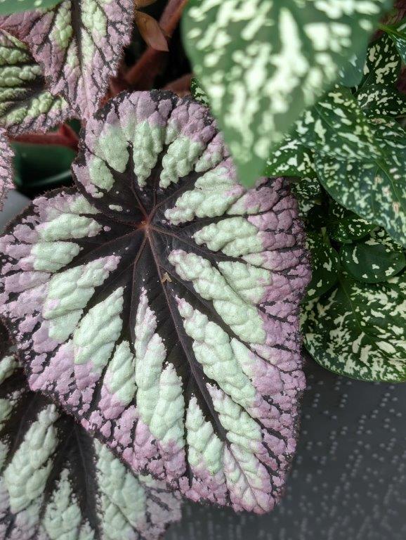 Deborah Trickett Begonia Shade Leave