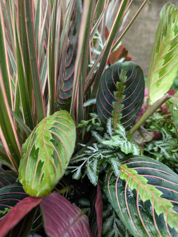 Deborah Trickett Foliage Planter